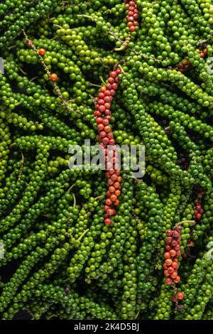 mucchio di grani di pepe nero appena raccolti, frutti di pepe nero o drupe a telaio pieno, presi dall'alto, fondo speziato e condimento ingrediente Foto Stock