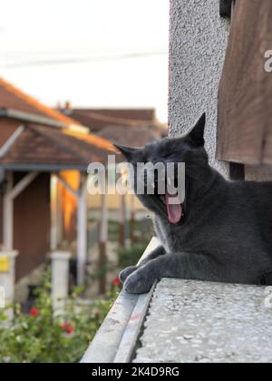 Uno scatto verticale di un gatto grigio che sbadigliava sul balcone Foto Stock