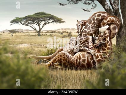 Un paio di giraffe che si abbracciano nell'amore sotto un albero Foto Stock