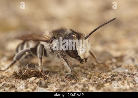 Primo piano su un'ape maschio mediterranea a sezione bianca, Megachile albisecata Foto Stock