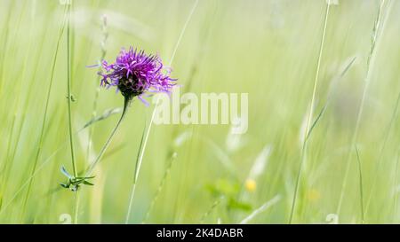 Primo piano di una Centaurea scabiosa o di una maggiore tessuta che cresce in un prato Foto Stock