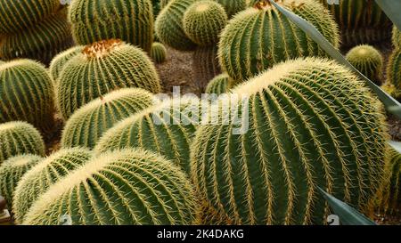 Un primo piano di Kroenleinia grusonii (Echinocactus grusonii Hildm) Foto Stock
