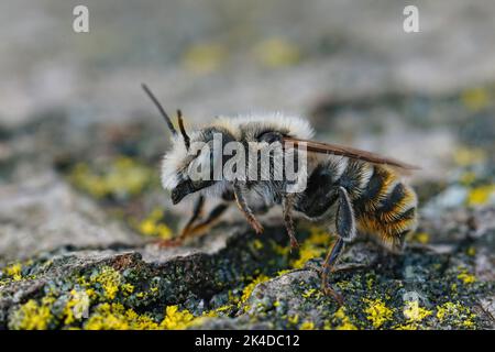 Primo piano su un raro maschio mediterraneo rosso muratore ape, Osmia rufohirta seduta su legno Foto Stock