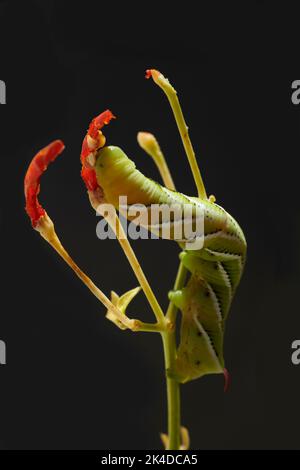 Alcuni possono considerare questo Caterpillar affamato una peste. Può rapidamente devastare il vostro giardino. Il suo corpo è coperto da vasi di occhi e strisce bianche e nere. Foto Stock