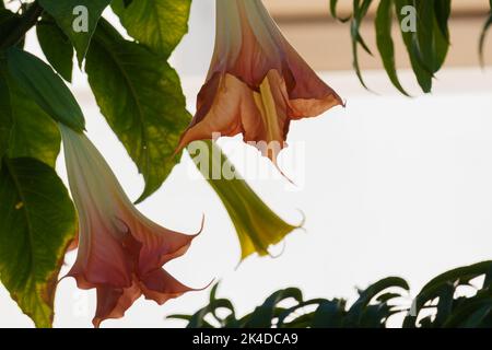 Tromba di angel o Brugmansia versicolor su sfondo bianco Foto Stock