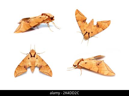 Gruppo di falce marroni (Ambulyx Iiturata) isolato su sfondo bianco. Farfalla. Animale. Insetto. Foto Stock