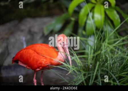 Un primo piano di un ibis scarlatto (Eudocimus ruber) Foto Stock