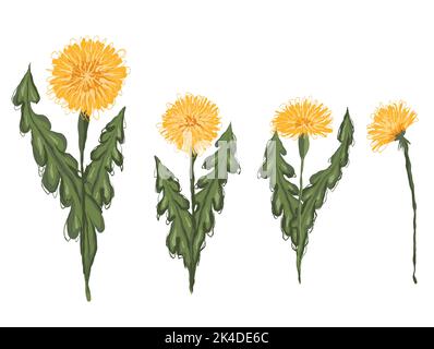 Set di dente di leone disegnati a mano con clipart vettoriale. Disegno di fiori isolati dallo sfondo. Scribble taraxacum per adesivi e il tuo des Illustrazione Vettoriale