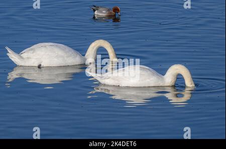 Alimentazione sincronizzata, coppia di cigni Mute, Cygnus olor, in mare poco profondo in inverno, Poole Harbour. Foto Stock