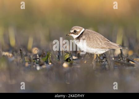 Un comune stoppino (Charadrius hiaticula) foraging durante la migrazione caduta sulla spiaggia. Foto Stock