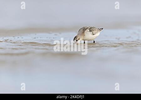 Un sanderling (Calidris alba) in prefazione durante la migrazione autunnale sulla spiaggia. Foto Stock