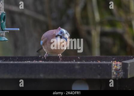 Jay, Garrulus glandarius, nutrirsi al tavolo degli uccelli nel bosco, Blashford Lakes. Foto Stock