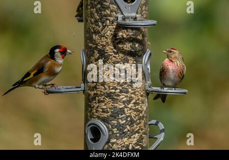 Bird feeder Woodland per finches, con alimentazione Goldfinches e Lesser Redpolls. Blashford Lakes, Hampshire. Foto Stock