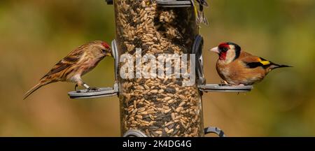 Bird feeder Woodland per finches, con alimentazione Goldfinches e Lesser Redpolls. Blashford Lakes, Hampshire. Foto Stock