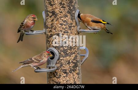Bird feeder Woodland per finches, con alimentazione Goldfinches e Lesser Redpolls. Blashford Lakes, Hampshire. Foto Stock