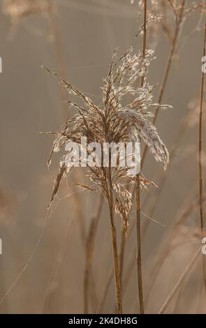 Canna comune, Phragmites australis, in una mattina d'inverno misty. Foto Stock