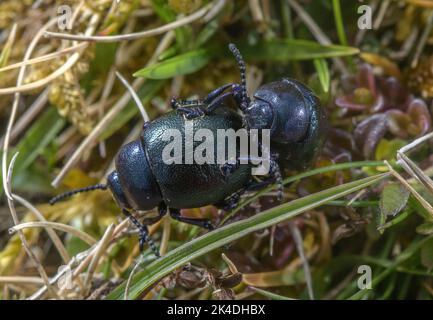 Coppia di coleotteri dal naso più piccolo, Timarca goettingensis, su erba di gesso, Dorset. Foto Stock