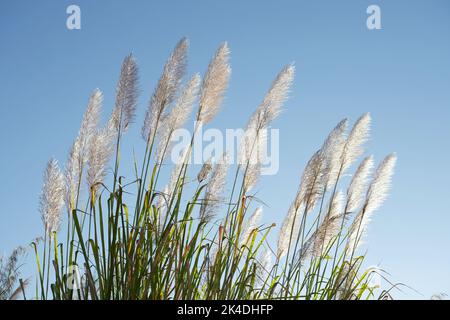 La canna oscura nel vento contro il cielo blu Foto Stock