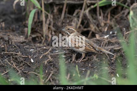 Femmina concia di canna comune, Emberiza schoeniclus, che si nutrono per terra in primavera. Foto Stock