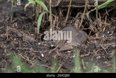 Giovani ratti Brown, Rattus norvegicus, che si nutrono alla bocca della loro sepoltura. Foto Stock