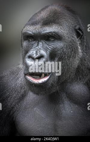 ritratto verticale di un grande gorillaopened maschio Foto Stock