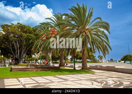 Palme da dattero sul lungomare al porto di Funchal, Madeira, Portogallo, Europa Foto Stock