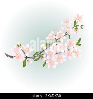 Ramificazione ciliegio ramificazione fiori rosa con foglie vettore illustrazione Illustrazione Vettoriale