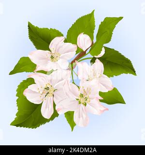 Ramoscello di melo con illustrazione vettoriale dei fiori Illustrazione Vettoriale