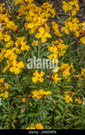 Wallflower, Erysimum cheiri, in fiore. Ampiamente coltivato e naturalizzato. Grecia. Foto Stock