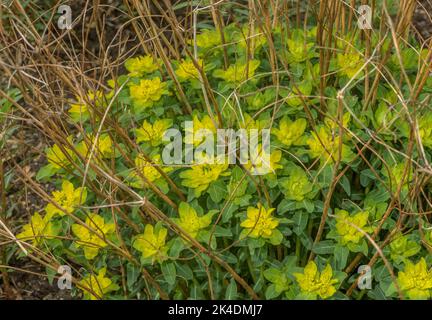 Cuscino spurge, epitimidi Euphorbia, in fiore, sud-est Europa Foto Stock