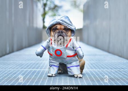 Cane astronauta. Bulldog francese indossando il costume spaziale di Halloween divertente Foto Stock