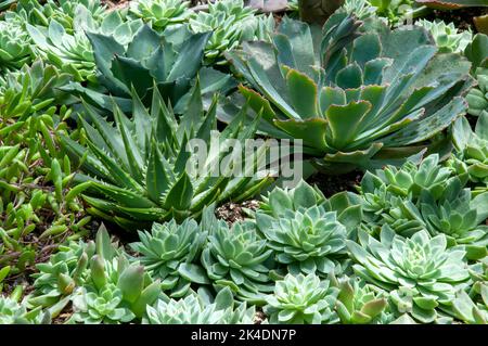 Sydney Australia, vista sul succulento giardino con una varietà di piccole piante Foto Stock