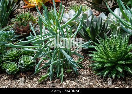 Sydney Australia, vista sul succulento giardino con una varietà di piccole piante Foto Stock