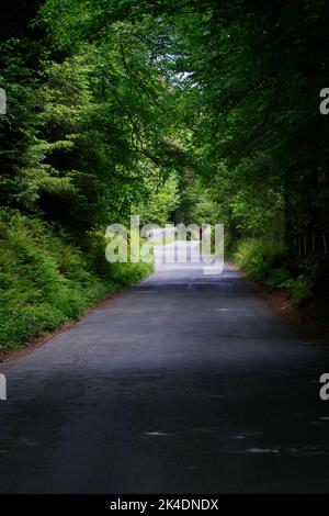 Stretta strada irlandese attraverso una foresta fiancheggiata da lussureggianti alberi verdi in primavera Foto Stock