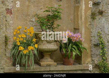 Alcova con tulipani in primavera nel Giardino Botanico di Oxford. Foto Stock
