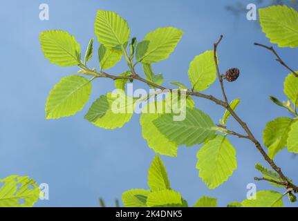 Ontano grigio, Alnus incana con vecchi coni e foglie di primavera. Foto Stock