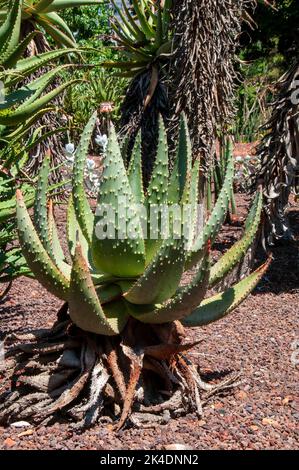 Sydney Australia, aloe aculeata o red hot poker aloe è nativo del Sudafrica Zimbabwe e Mozambico. Aculeata ('prickly') si riferisce alle spine sopra Foto Stock