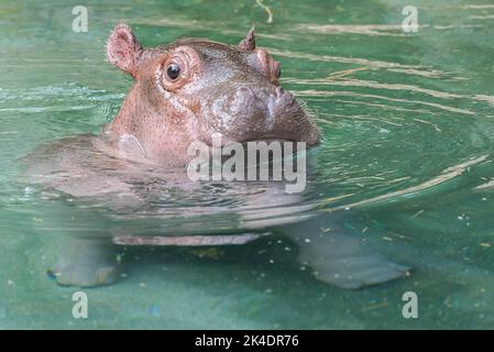 Baby hippo in acqua Foto Stock