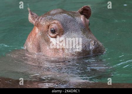 Baby hippo in acqua Foto Stock