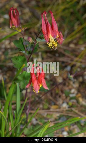 Colonna del deserto, Aquilegia desertorum in fiore. Da zone collinari in Arizona. Foto Stock