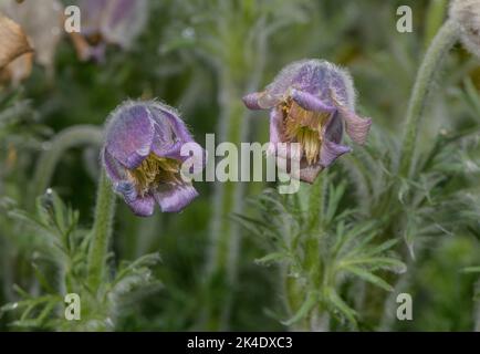 Georgia Pasque fiore, Pulsatilla georgica, in fiore; Caucaso. Foto Stock