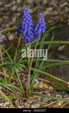 Giacinto d'uva armeno, Muscari armeniacum, in fiore. Foto Stock