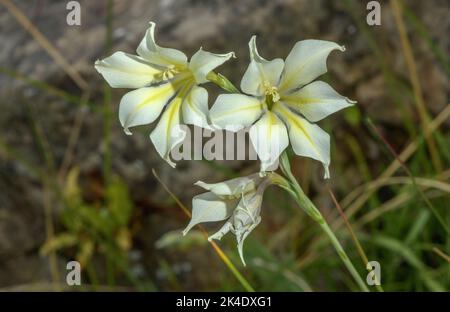 Gladiolo sempre fiorito, Gladiolo tristis in fiore. Sudafrica. Foto Stock