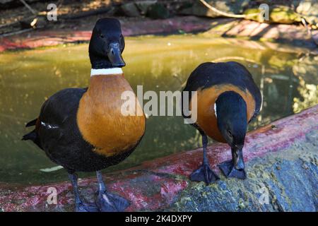 Un primo piano di due rifugi australiani maschi (Tadorna tornoides) vicino ad uno stagno Foto Stock