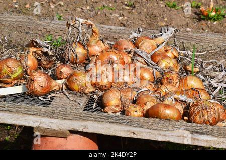 Cipolle in una trama vegetale sollevata dalla terra per asciugare, UK Foto Stock