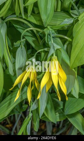 Campanaria a fiore grande, Uvularia grandiflora in fiore in bosco, USA Foto Stock