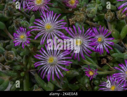 Delosperma brunnthaleri, in fiore nella provincia sud-orientale del Capo. Endemico. Foto Stock