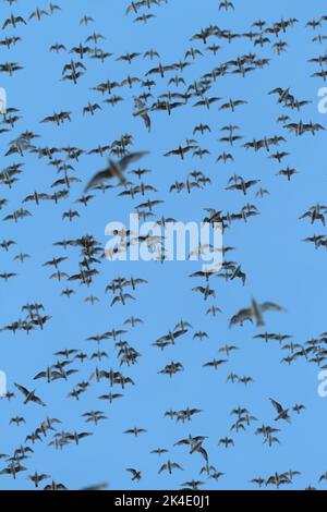 Murmaration di Un grande gregge di nodi, Calidris canutus, Flying Overhead Against A Blue Sky, Snettisham UK Foto Stock