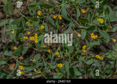 Annuale scorpion vecch, Coronilla scorpioides, in fiore in primavera. Sud Europa, Mediterraneo. Foto Stock