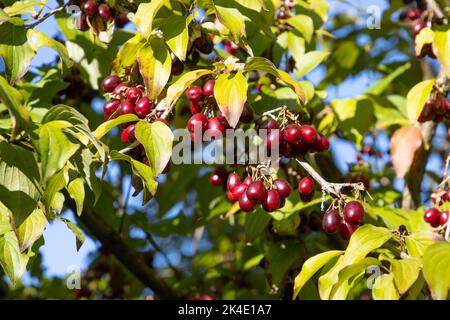 Primo piano di ciliegia di mais rossa e matura, chiamata anche mas di Cornus Foto Stock